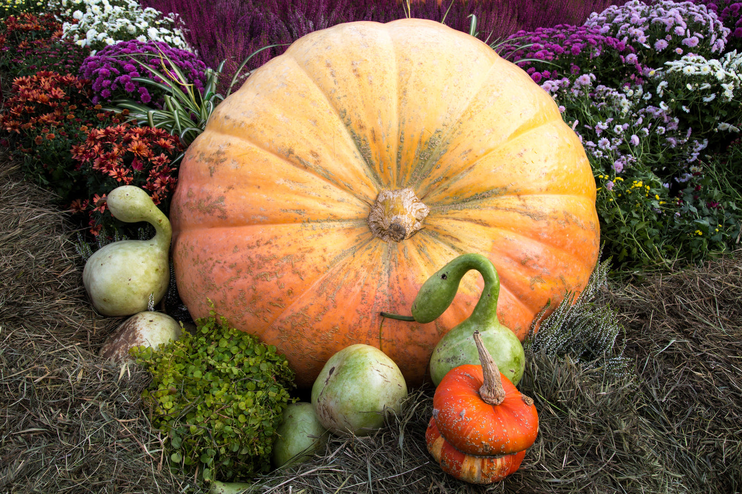 10 Dill's ATLANTIC GIANT PUMPMKIN Up to 2000 lb Cucurbita Vegetable Seeds