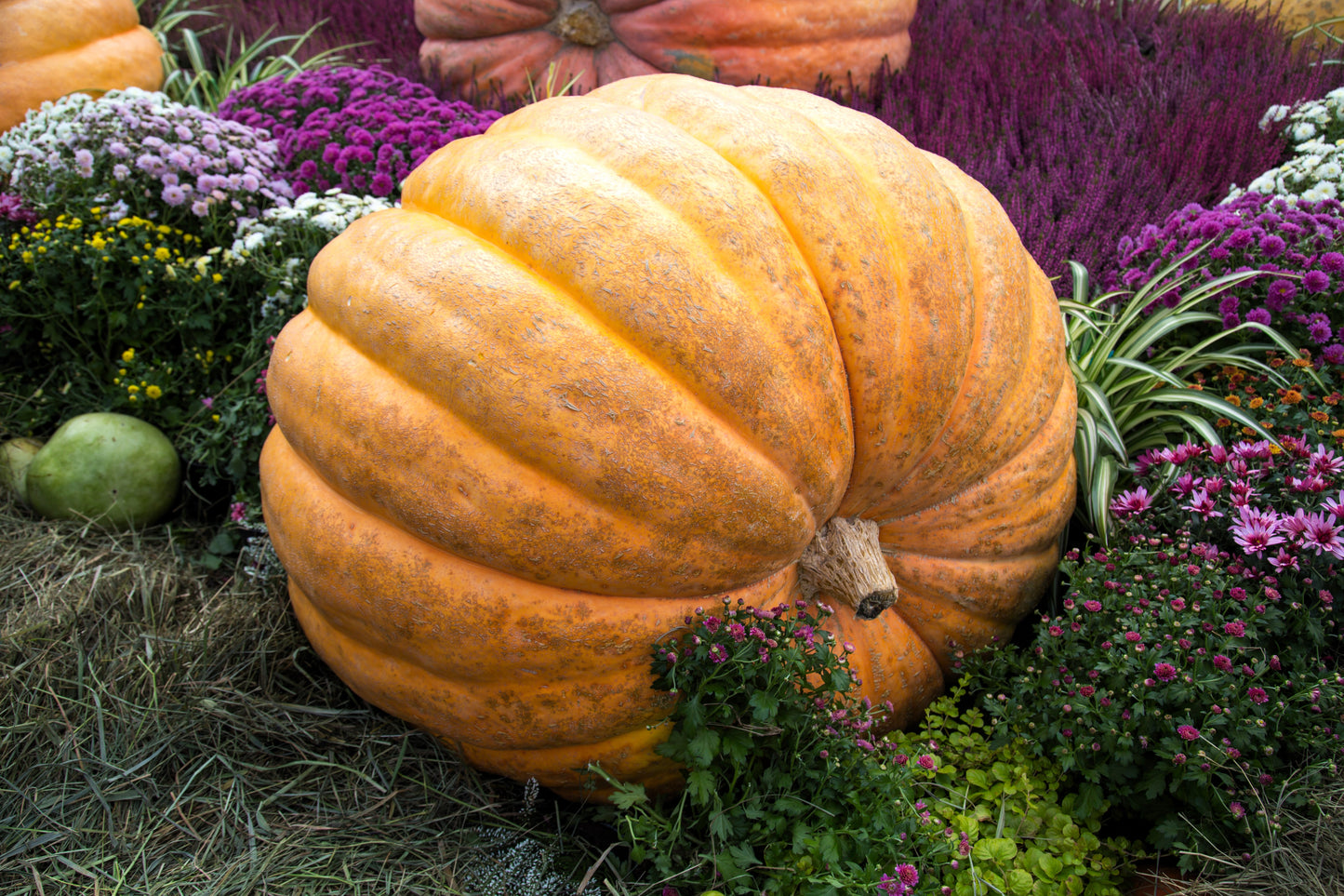 large pumpkin seeds for planting 10 Dill's ATLANTIC GIANT PUMPKIN Up to 2000 lb Cucurbita Vegetable See – Seedville USA