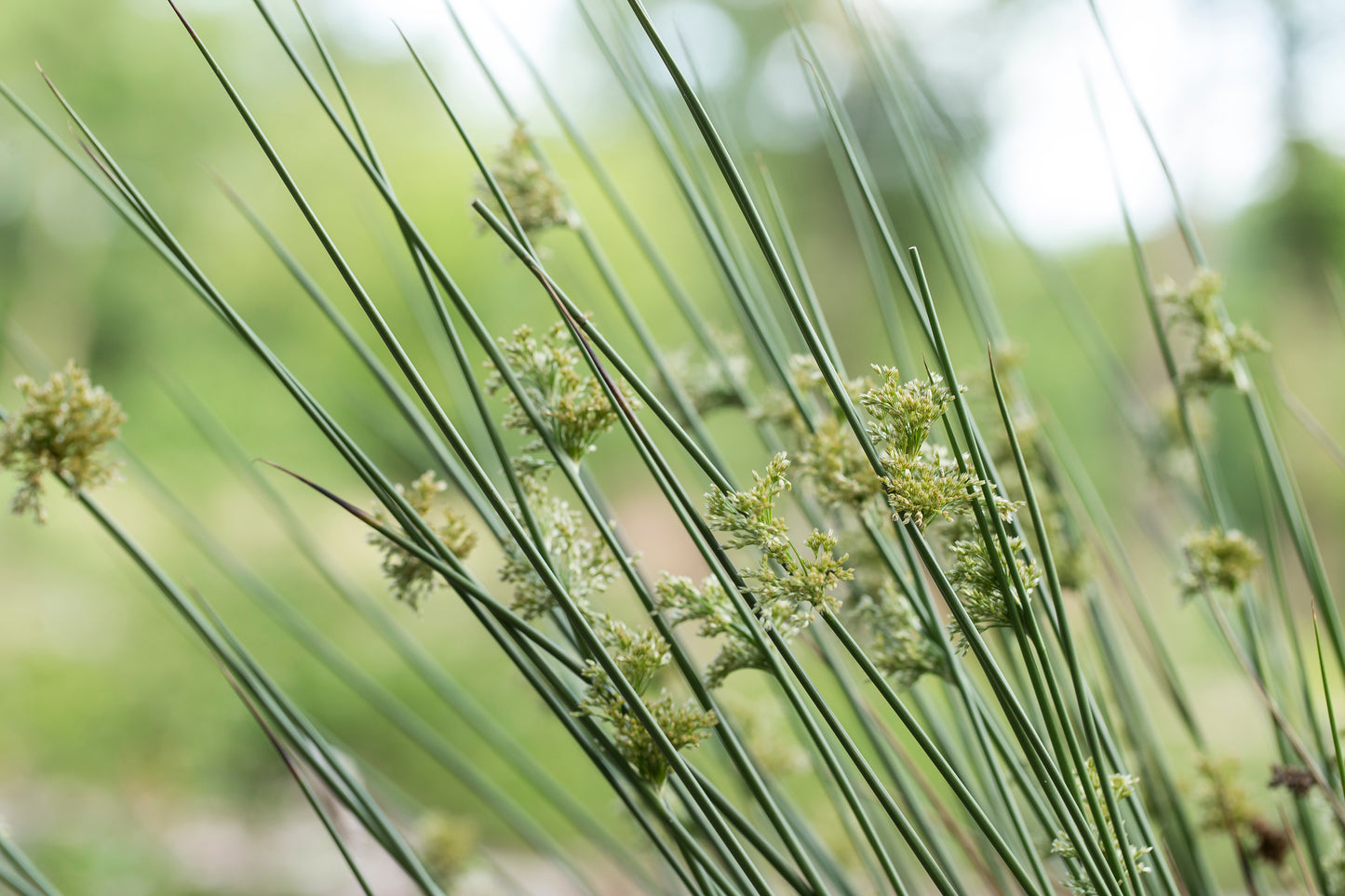 1000 SOFT RUSH (Common Rush) Juncus Effusus Ornamental Grass Seeds