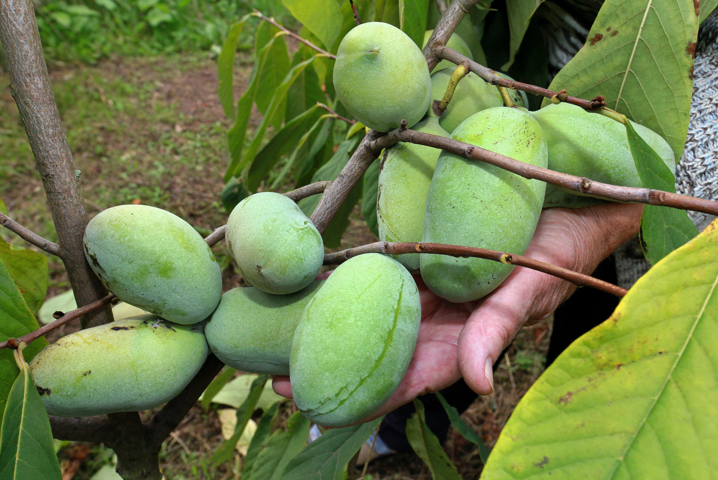 5 PAW PAW Fruit TREE Indian Banana Asimina Triloba Flower Seeds