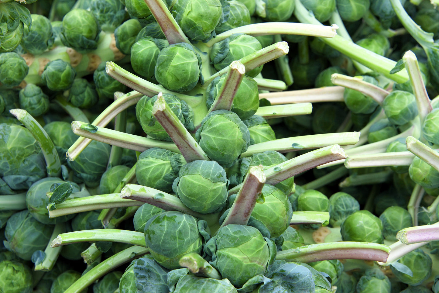 400 CATSKILL BRUSSEL SPROUT Sprouts Brassica Oleracea Vegetable Seeds