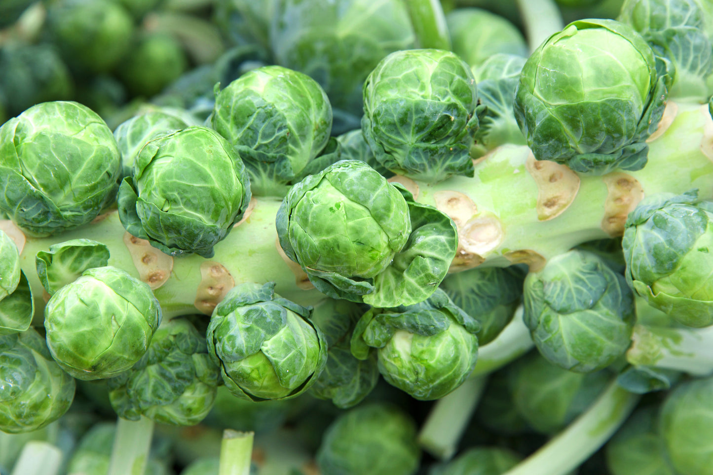 1000 Long Island IMPROVED BRUSSEL SPROUTS Brassica Oleracea Gemmifera Vegetable Seeds