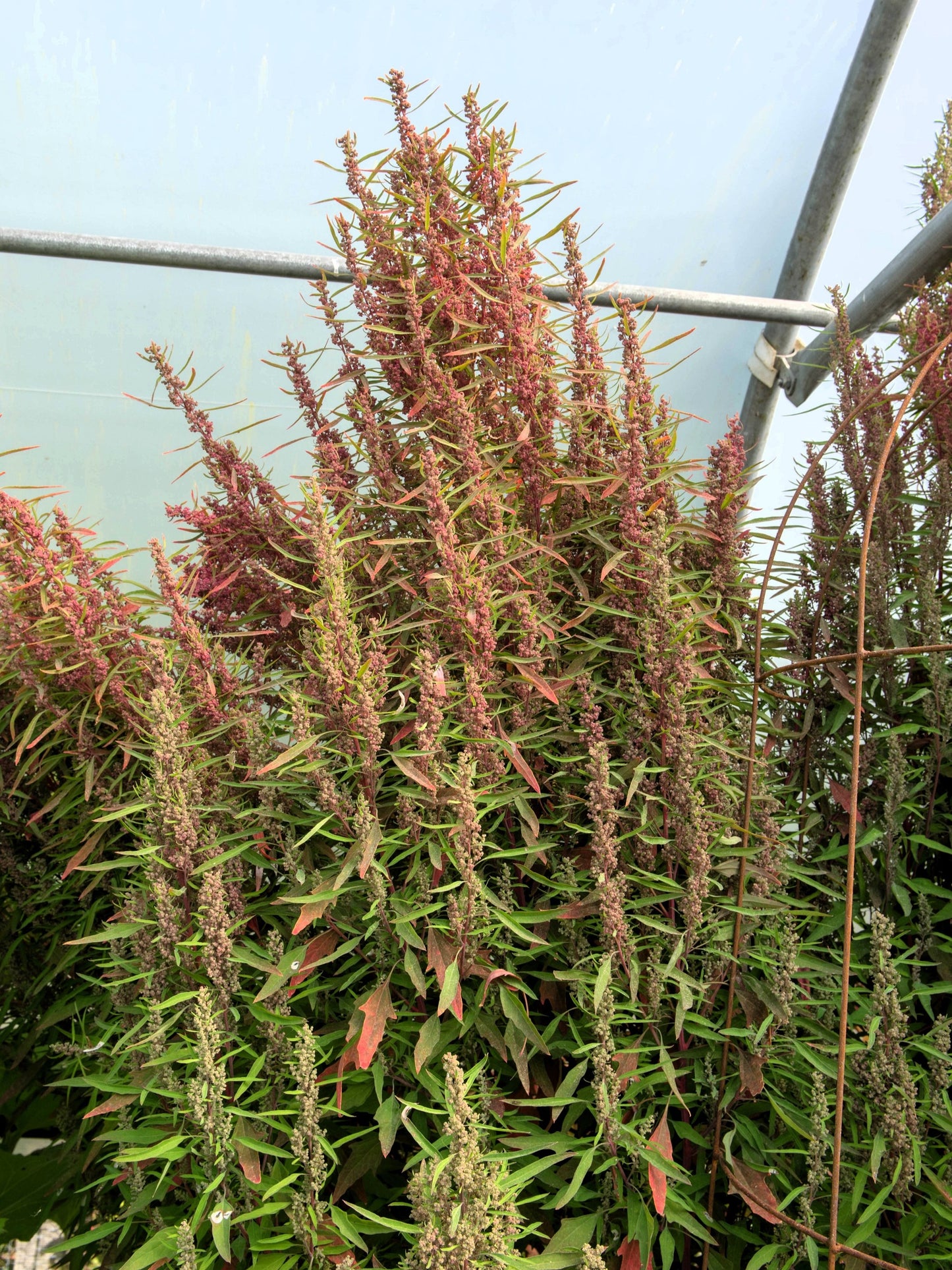 50 Organic RED AZTEC SPINACH Huauzontle Chenopodium Berlandieri Greens Vegetable Seeds