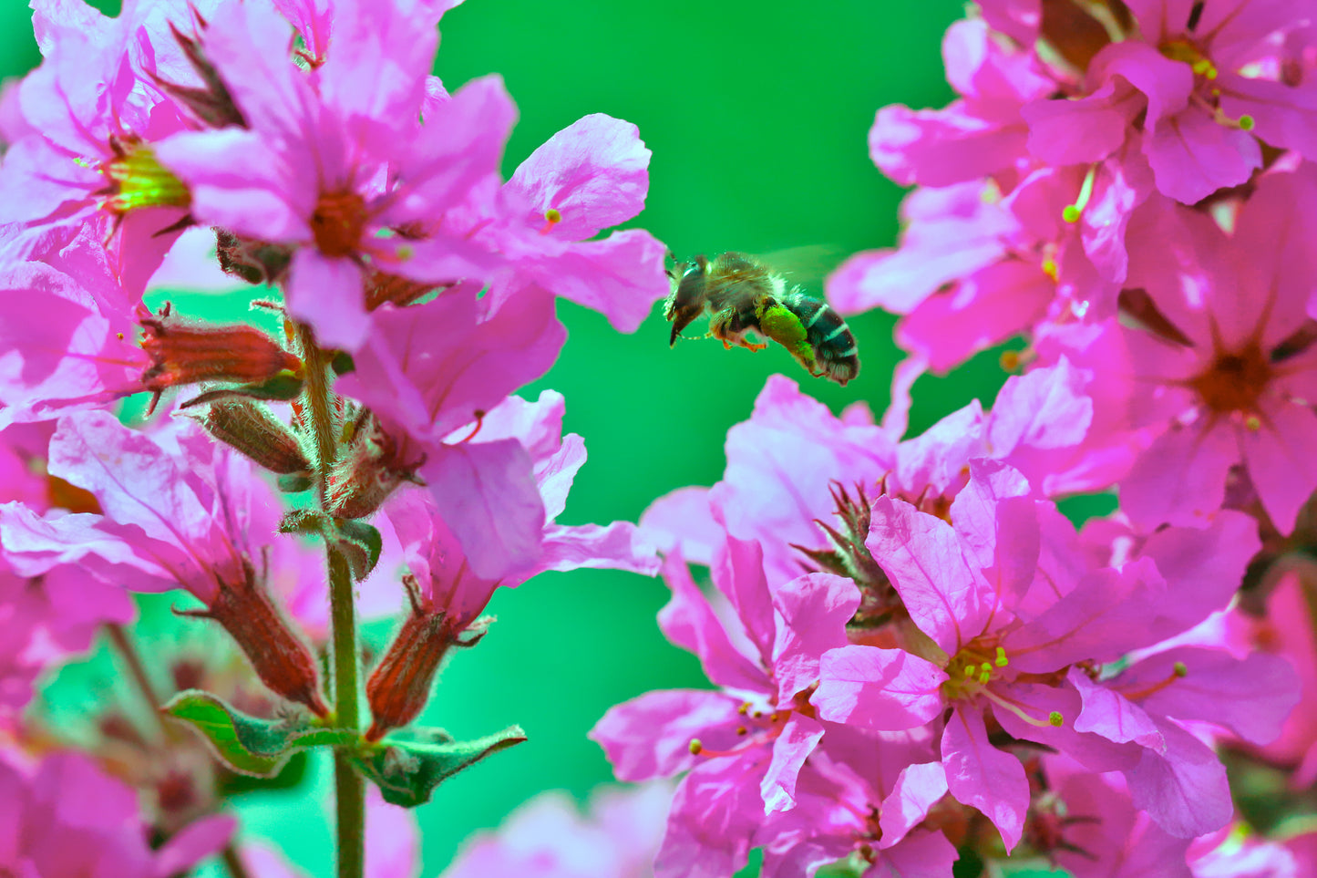 1000 PINK WINGED LOOSESTRIFE Lythrum Alatum Flower Seeds
