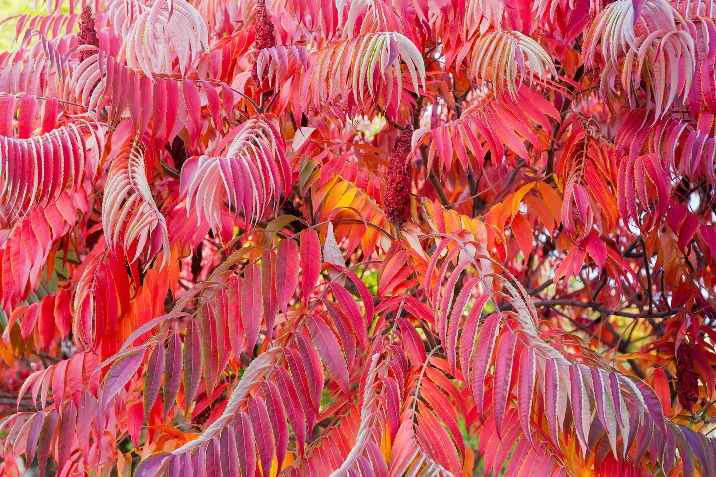 50 STAGHORN SUMAC TREE Rhus Typhina Yellow Flowers Red Berries Seeds