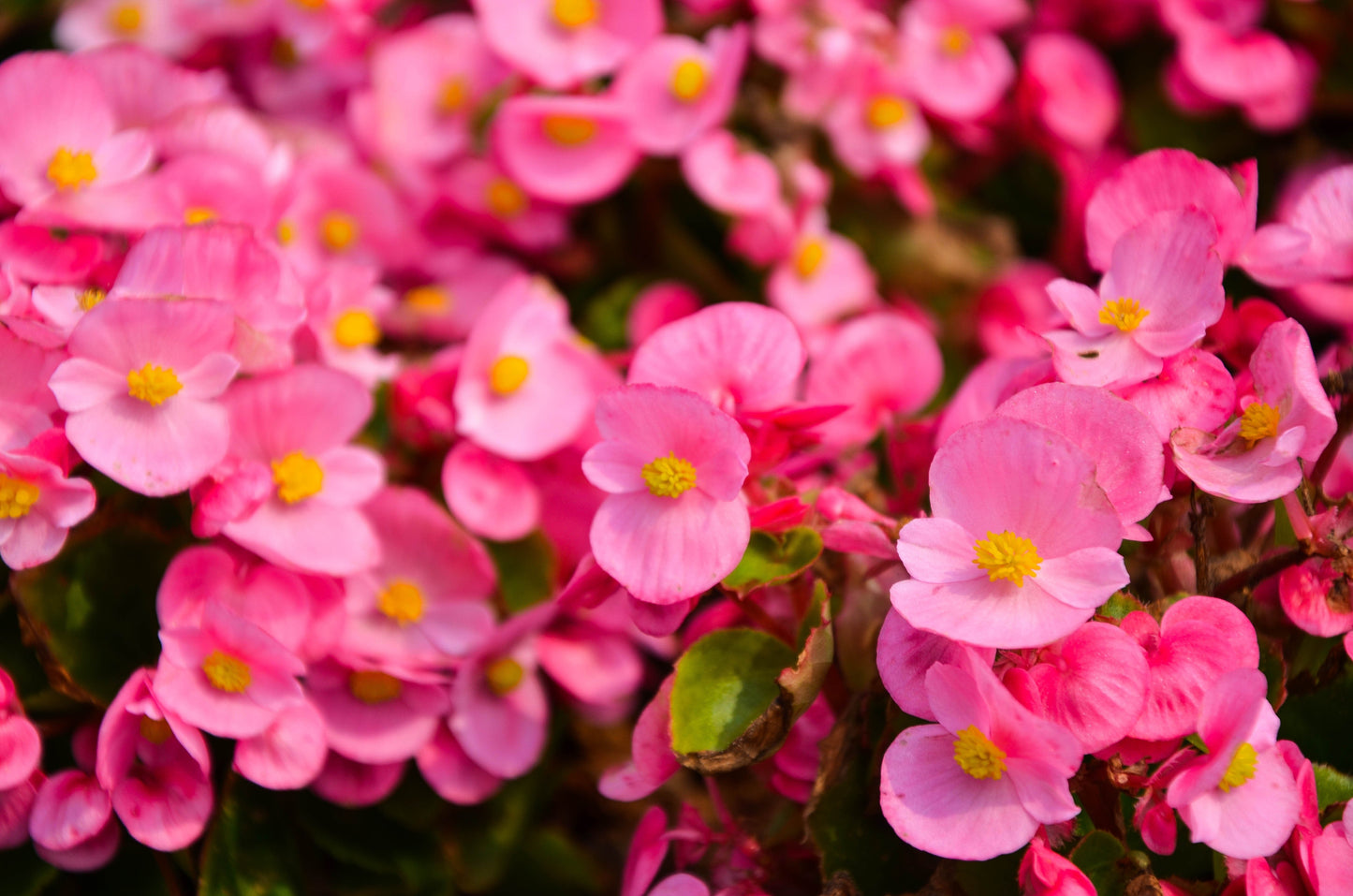 500 BULK HARDY BEGONIA Grandis Rose Pink Perennial Sun - Shade Flower Seeds