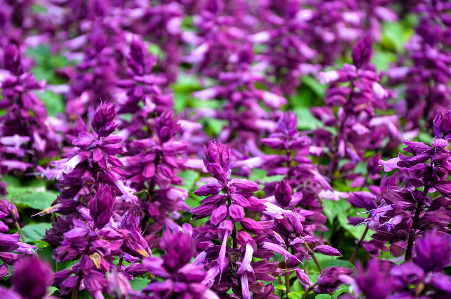 100 MIXED COLORS SALVIA Splendens Red Purple White Pink Sage Flower Seeds