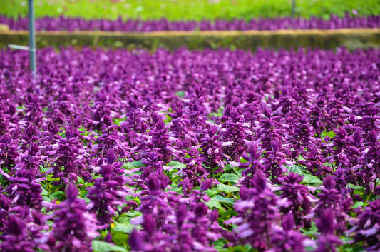 20 BRIGHT PURPLE SALVIA Splendens Scarlet Sage Flower Seeds