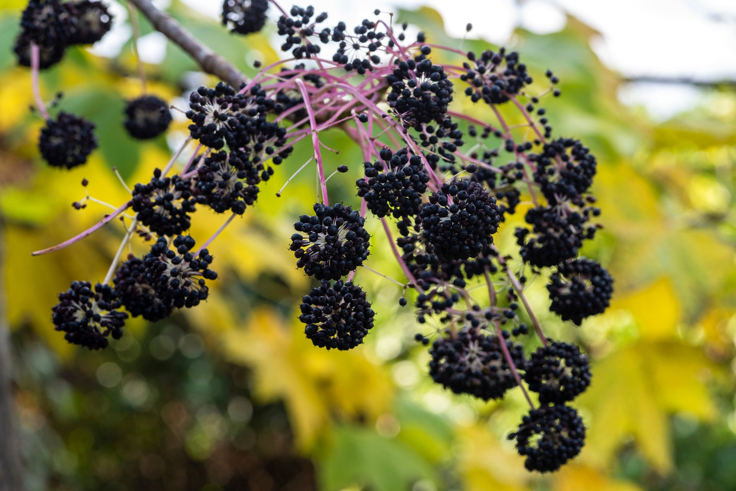 25 DEVIL'S WALKINGSTICK Shrub Flower Prickly Ash Elder Aralia Spinosa Seeds