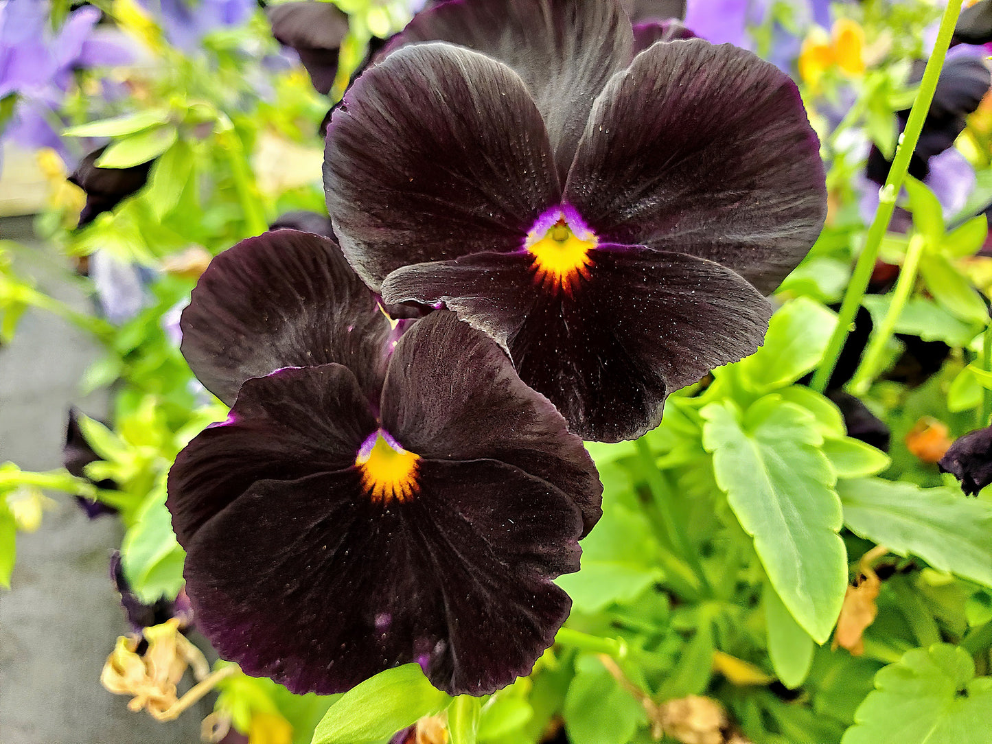 50 BLACK PANSY Clear Crystals Viola Wittrockiana Flower Seeds