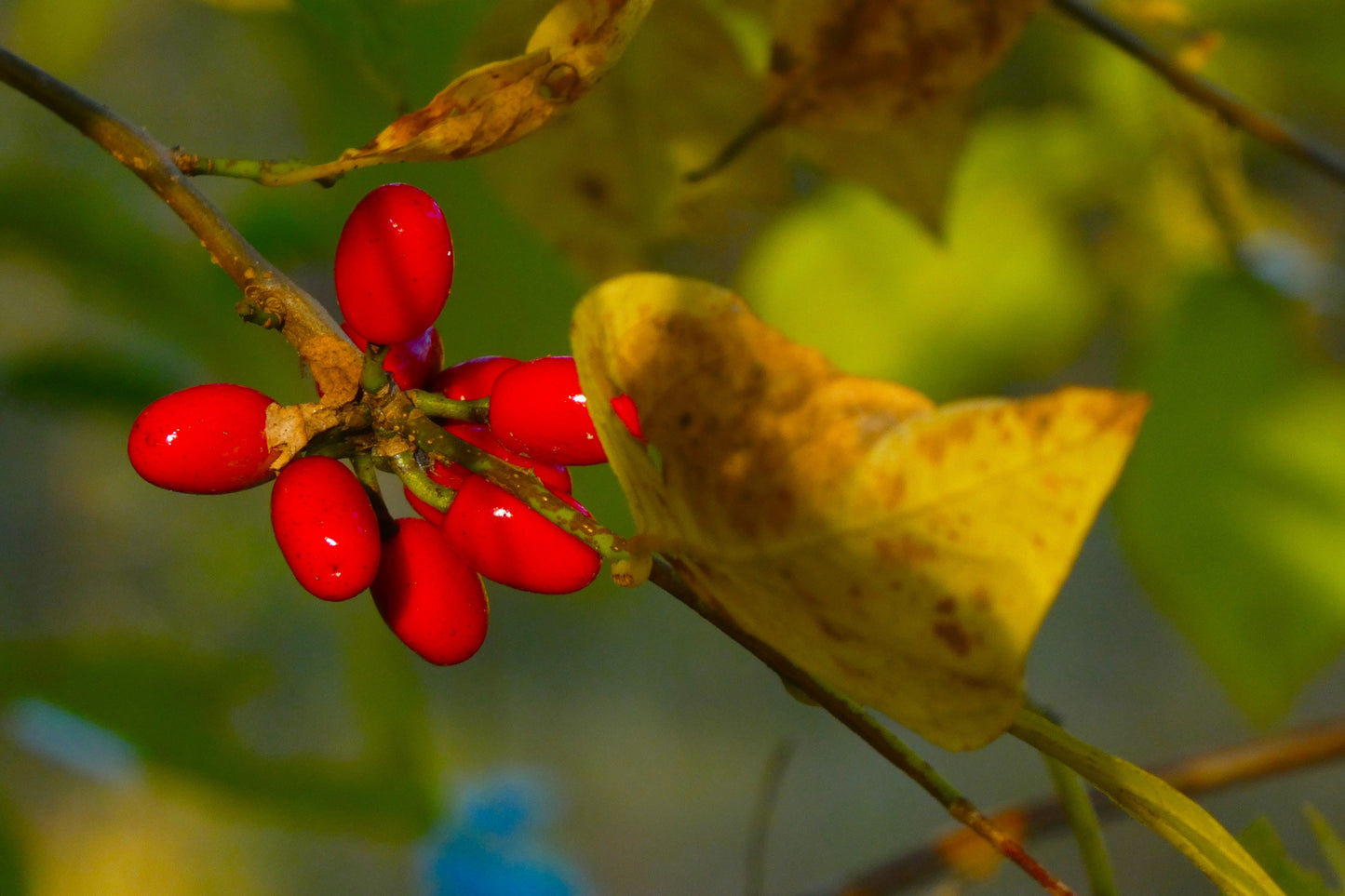 10 SPICEBUSH Wild Allspice Lindera Benzoin Northern Spice Bush Red Berry Yellow Flower Seeds