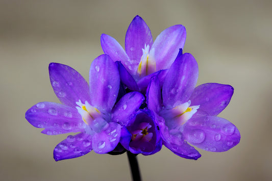 30 WILD BLUE HYACINTH Dichelostemma Blue Dicks Purplehead Brodiaea Brodiea Native Hummingbird Flower Seeds