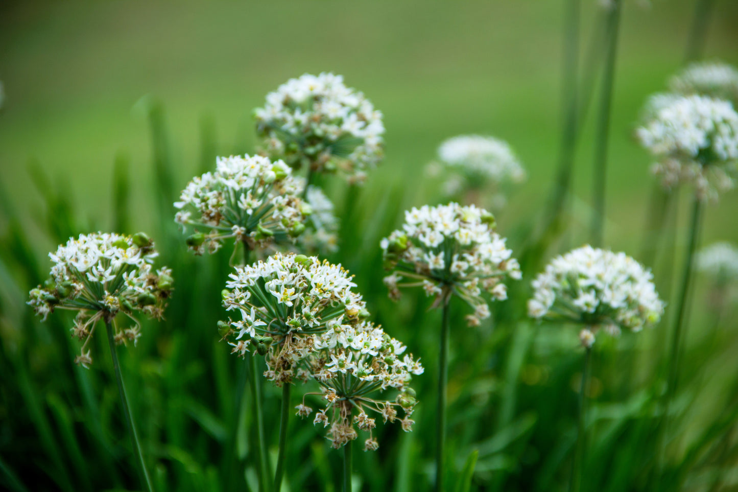 250 GARLIC CHIVE Allium Tuberosum Vegetable Seeds