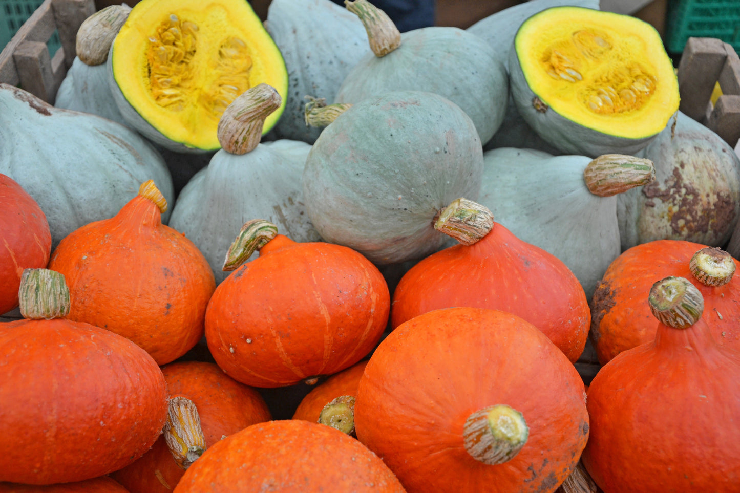 30 GOLDEN HUBBARD SQUASH Genesee Red Buttercup Cucurbita Pepo Vegetable Seeds