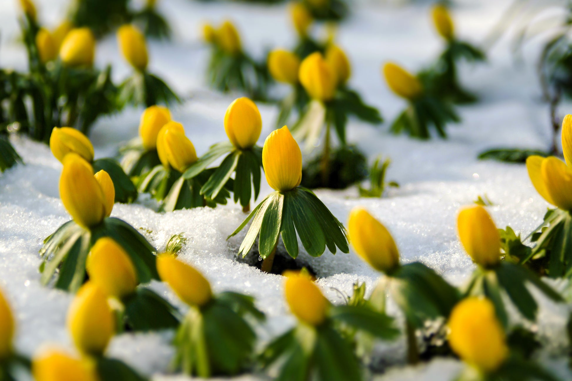 flower seeds winter 10 WINTER ACONITE Eranthis Hyemalis Yellow Sun Shade Flower Seeds – Seedville USA