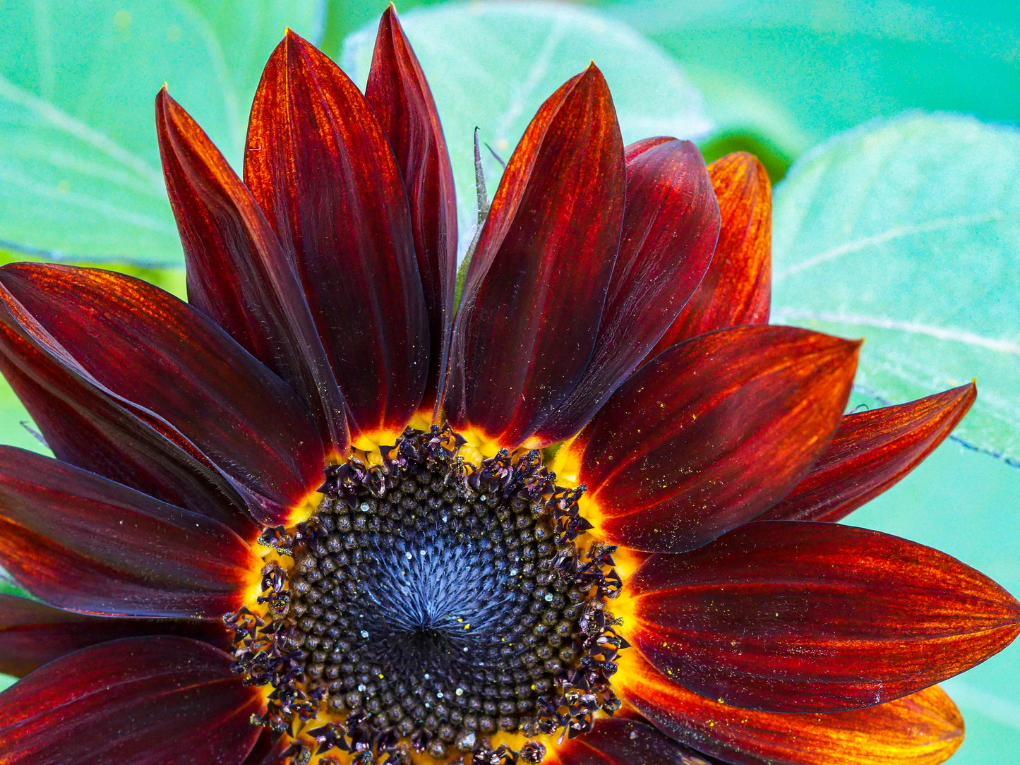 25 Red VELVET QUEEN SUNFLOWER Helianthus Annuus Flower Seeds