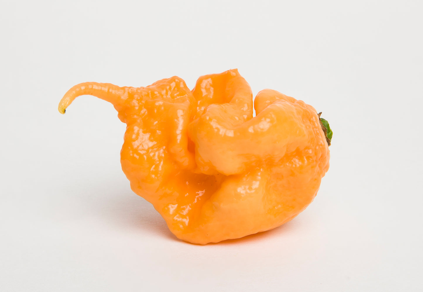 10 Peach CAROLINA REAPER PEPPER World's Hottest Capsicum Chinense Hot Chili Vegetable Seeds