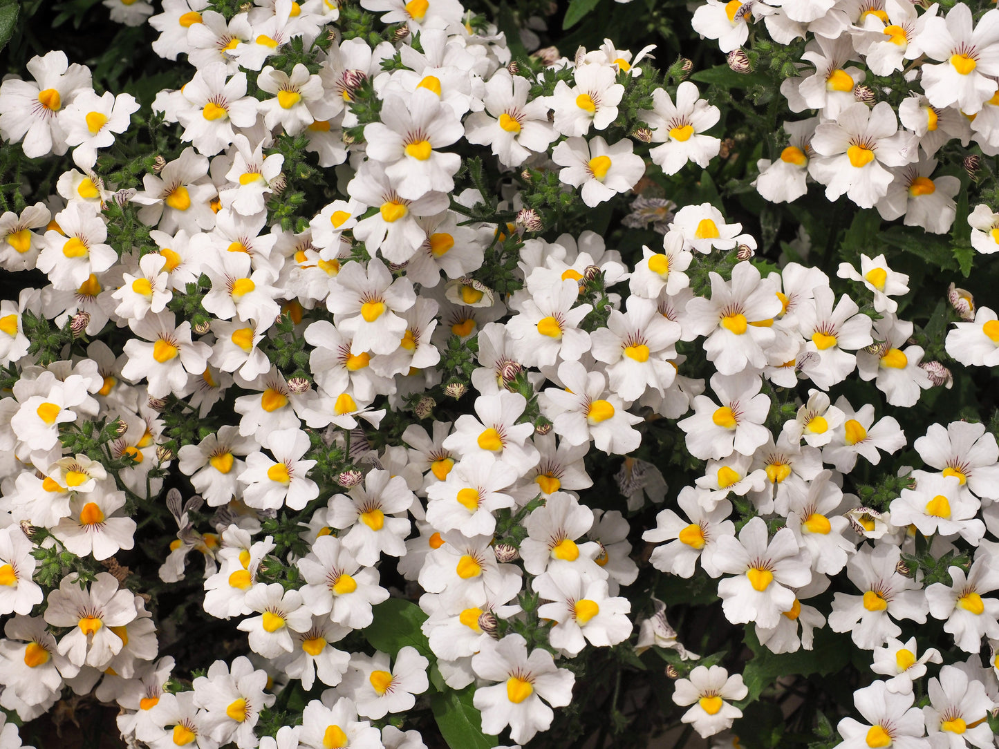 50 WHITE KNIGHT NEMESIA Strumosa Flower Seeds