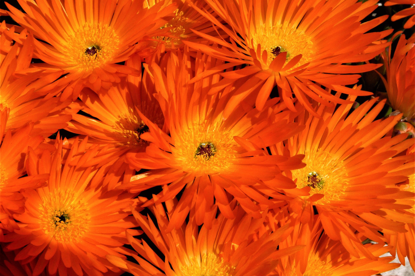 100 Gelato ORANGE ICE PLANT Mesembryanthemum Livingstone Daisy Flower Seeds