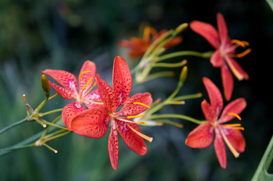 10 FRECKLEFACE BLACKBERRY LILY (Leopard Lily) Belamcanda Chinensis Iris Domestica Flower Seeds