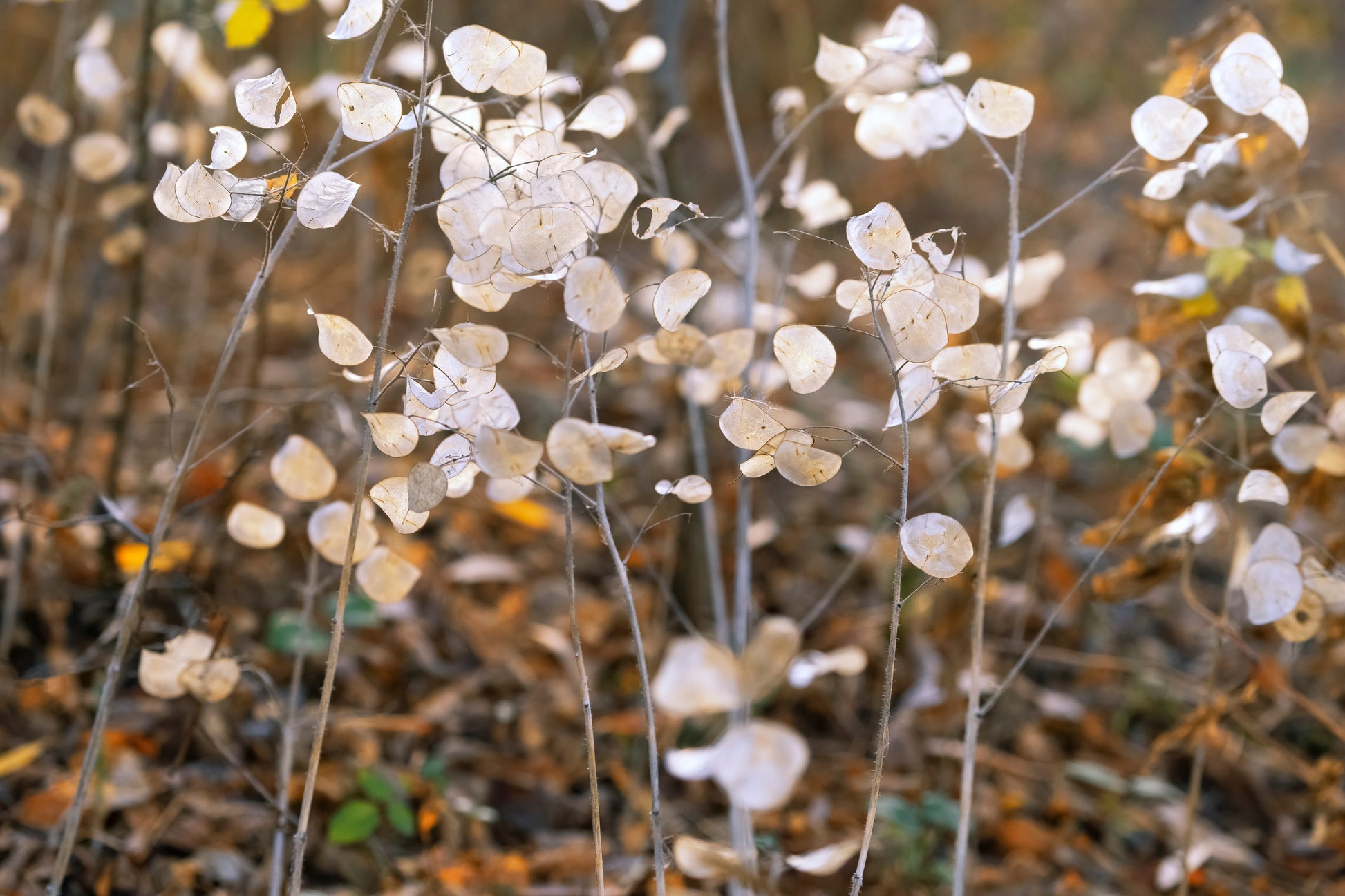 money plant lunaria biennis 100 LUNARIA Biennis ( MONEY PLANT / Silver Dollar / Honesty / Moonwort – Seedville USA