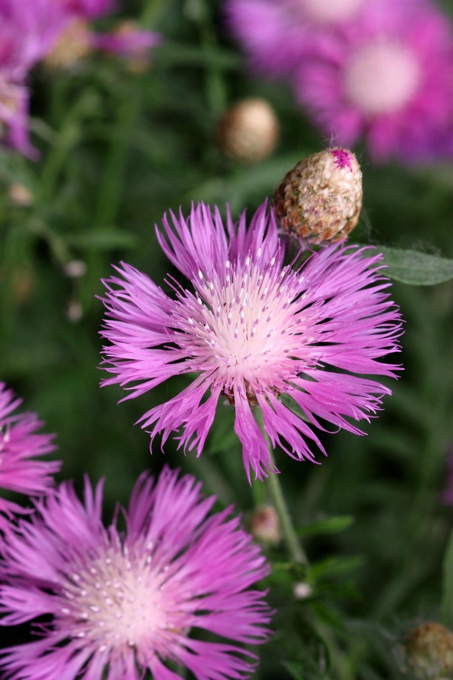 500 MIXED SWEET SULTAN Imperialis Mix Amberboa Moschata Centaurea Flower Seeds - Pink, Rose, Lilac, Purple, Mauve, White, & Yellow