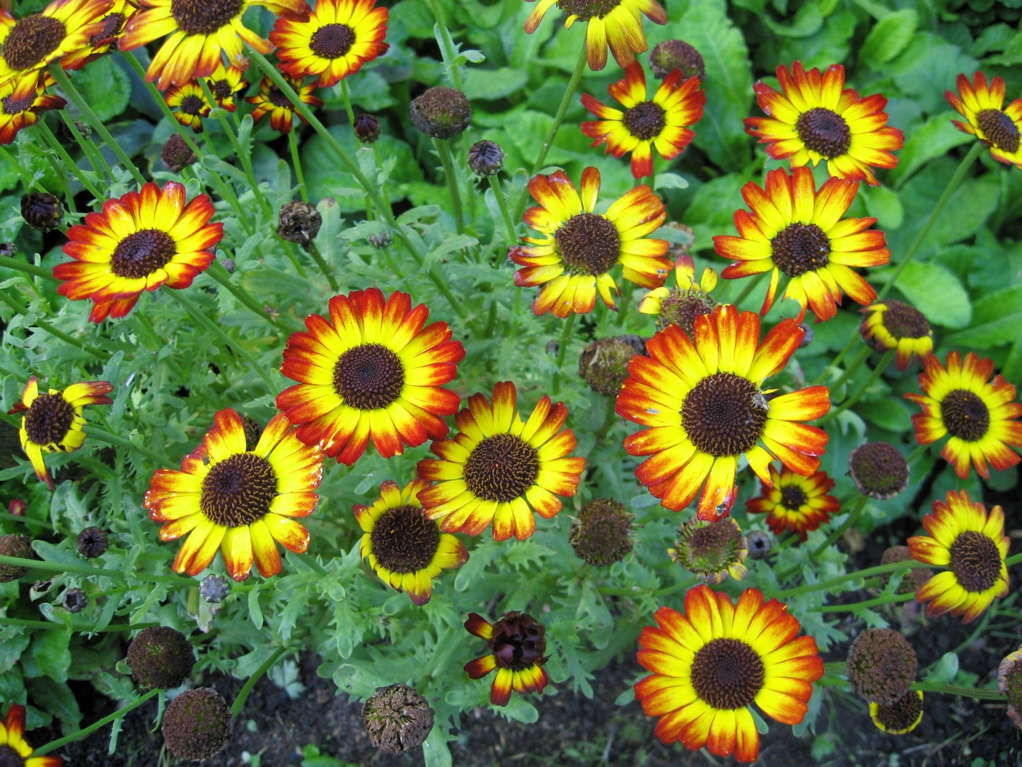 100 GERMAN FLAG DAISY Chrysanthemum Carinatum Tricolor Painted Red Yellow Black Flower Seeds