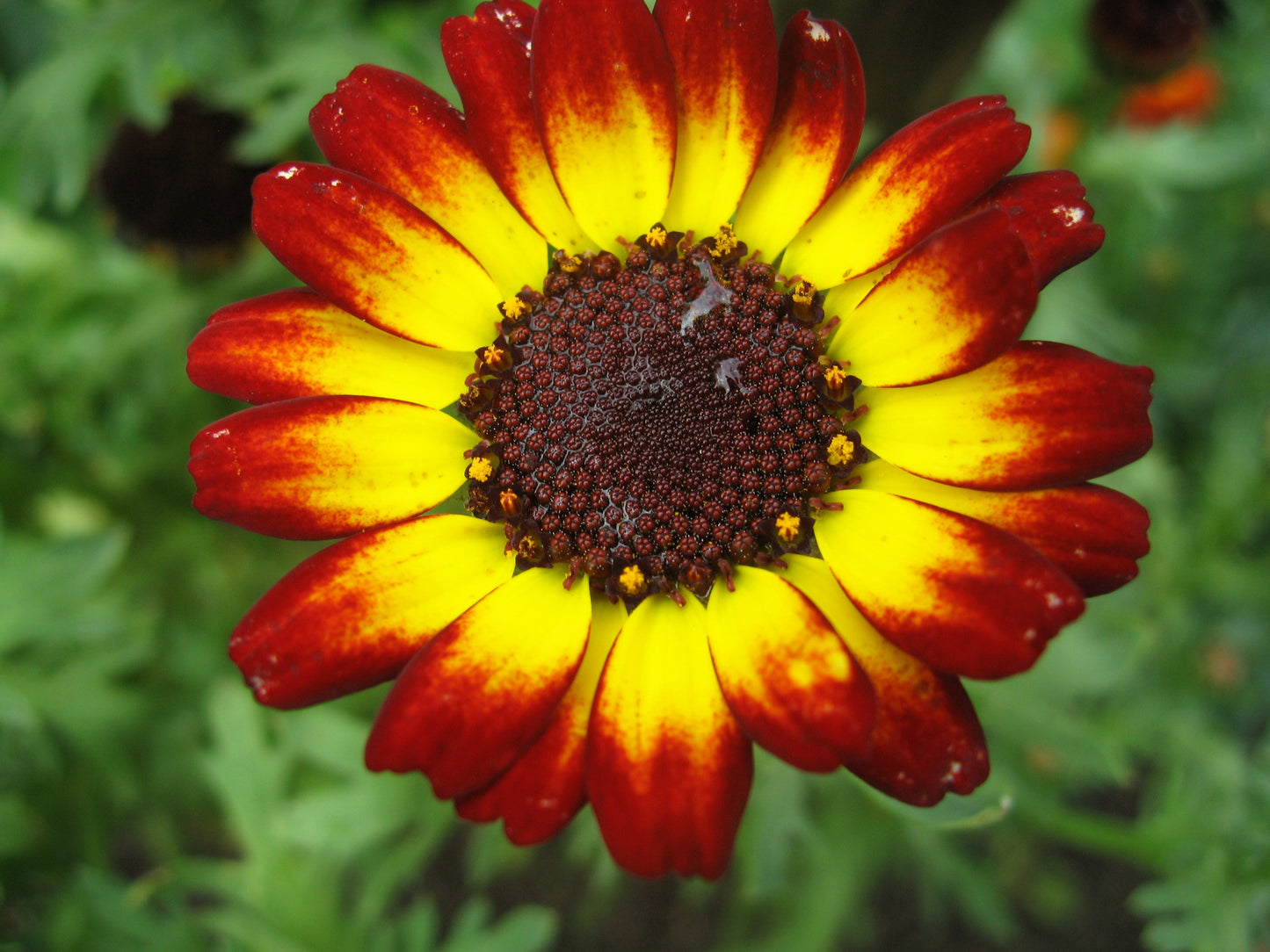 100 GERMAN FLAG DAISY Chrysanthemum Carinatum Tricolor Painted Red Yellow Black Flower Seeds