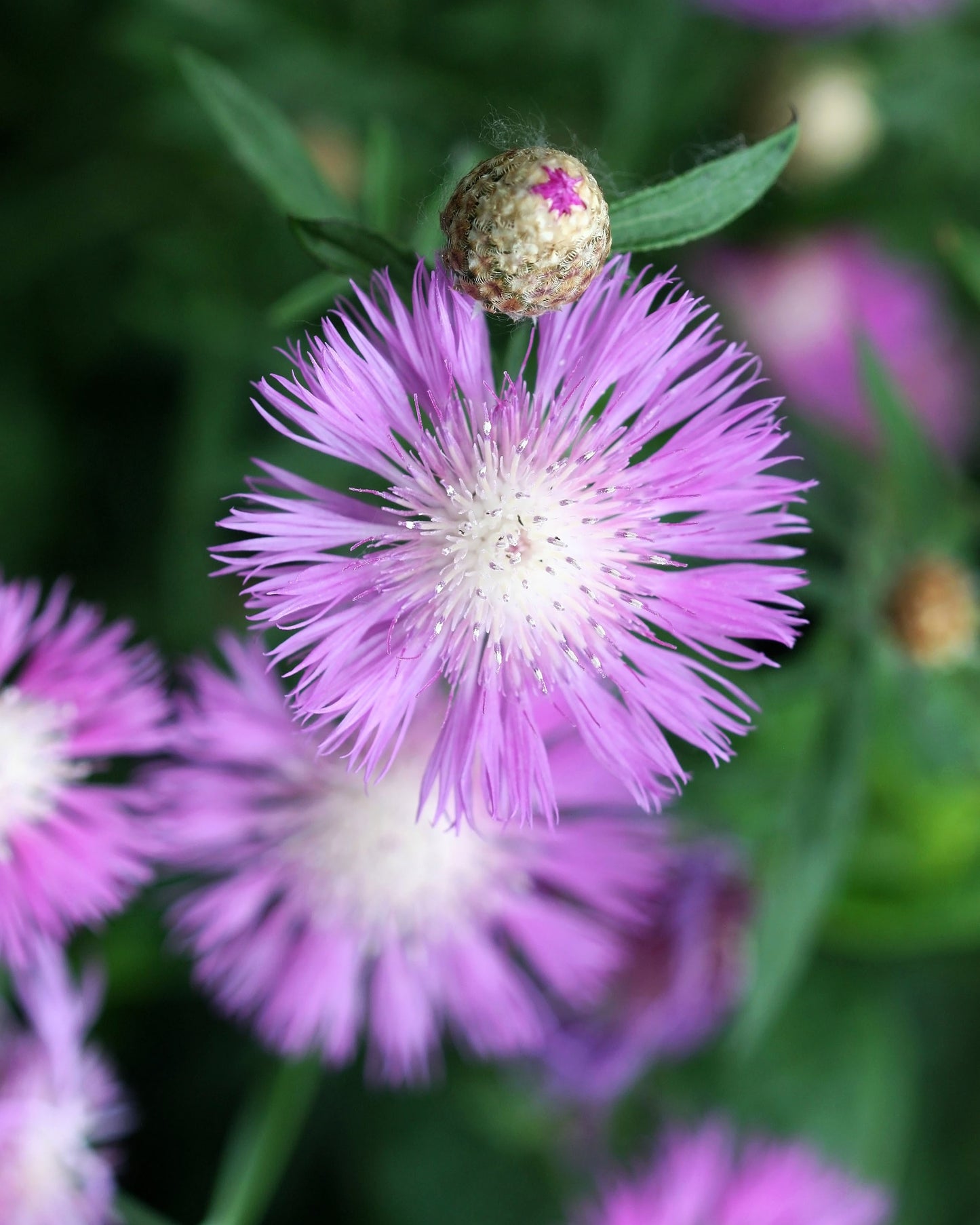 500 MIXED SWEET SULTAN Imperialis Mix Amberboa Moschata Centaurea Flower Seeds - Pink, Rose, Lilac, Purple, Mauve, White, & Yellow