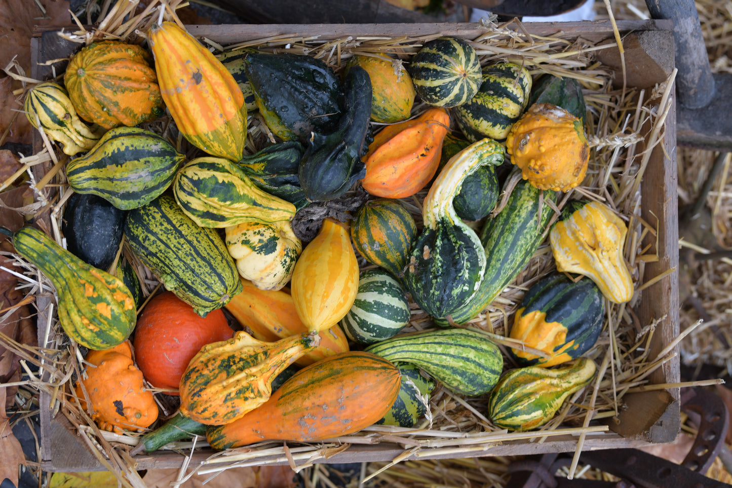 30 MIXED GOURD Lagenaria Siceraria Seeds