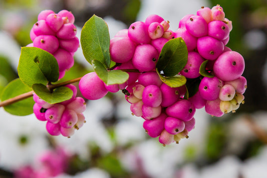 25 CORALBERRY Shrub Flower Pink Indian Currant Symphoricarpos Orbiculatus Seeds