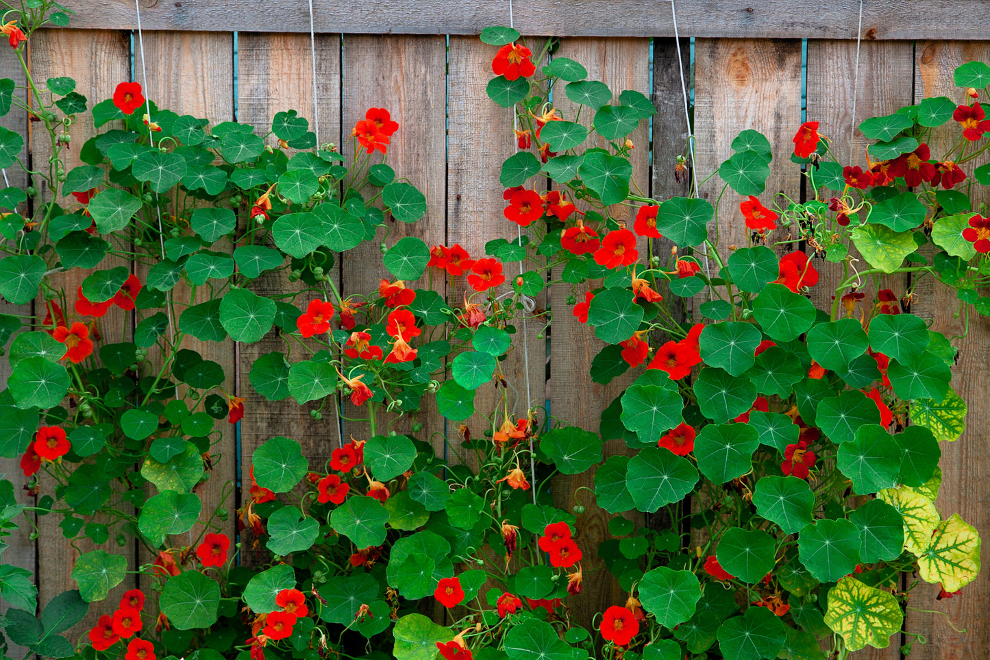 50 Mixed Colors DWARF JEWEL NASTURTIUM Tropaeolum Minus Flower Seeds