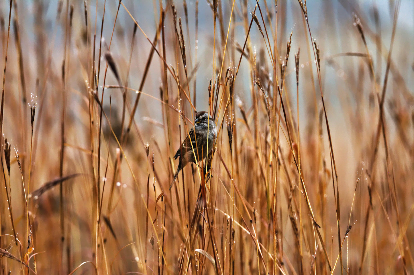 300 Ornamental BIG BLUESTEM GRASS Beardgrass Andropogon Gerardii Seeds