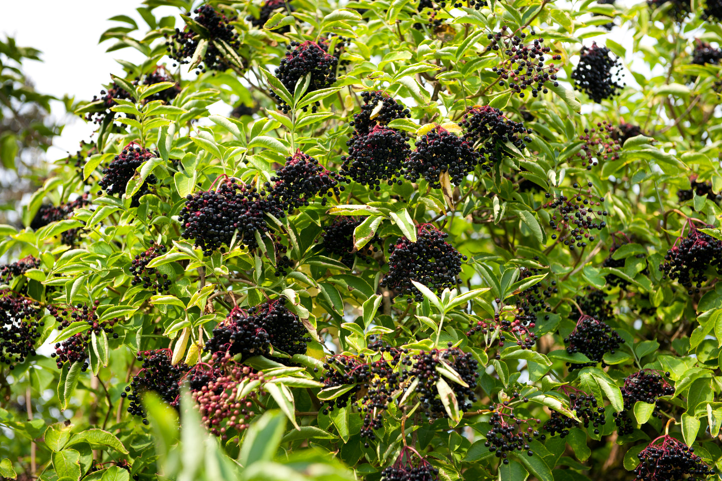 25 American ELDERBERRY FRUIT BUSH Shrub Tree Sambucus Nigra Seeds