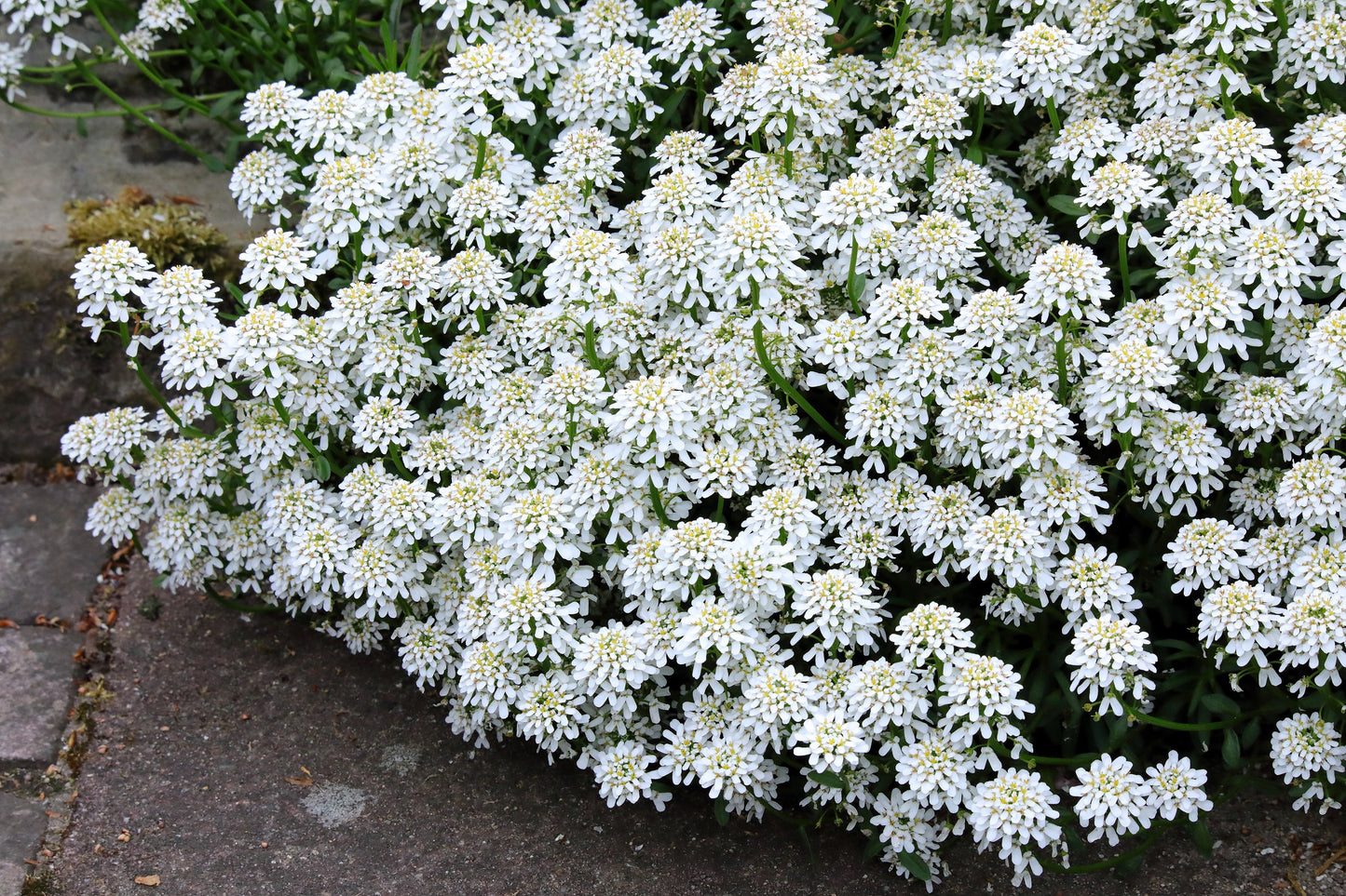 1000 WHITE EMPRESS CANDYTUFT Iberis Amara Groundcover Flower Seeds