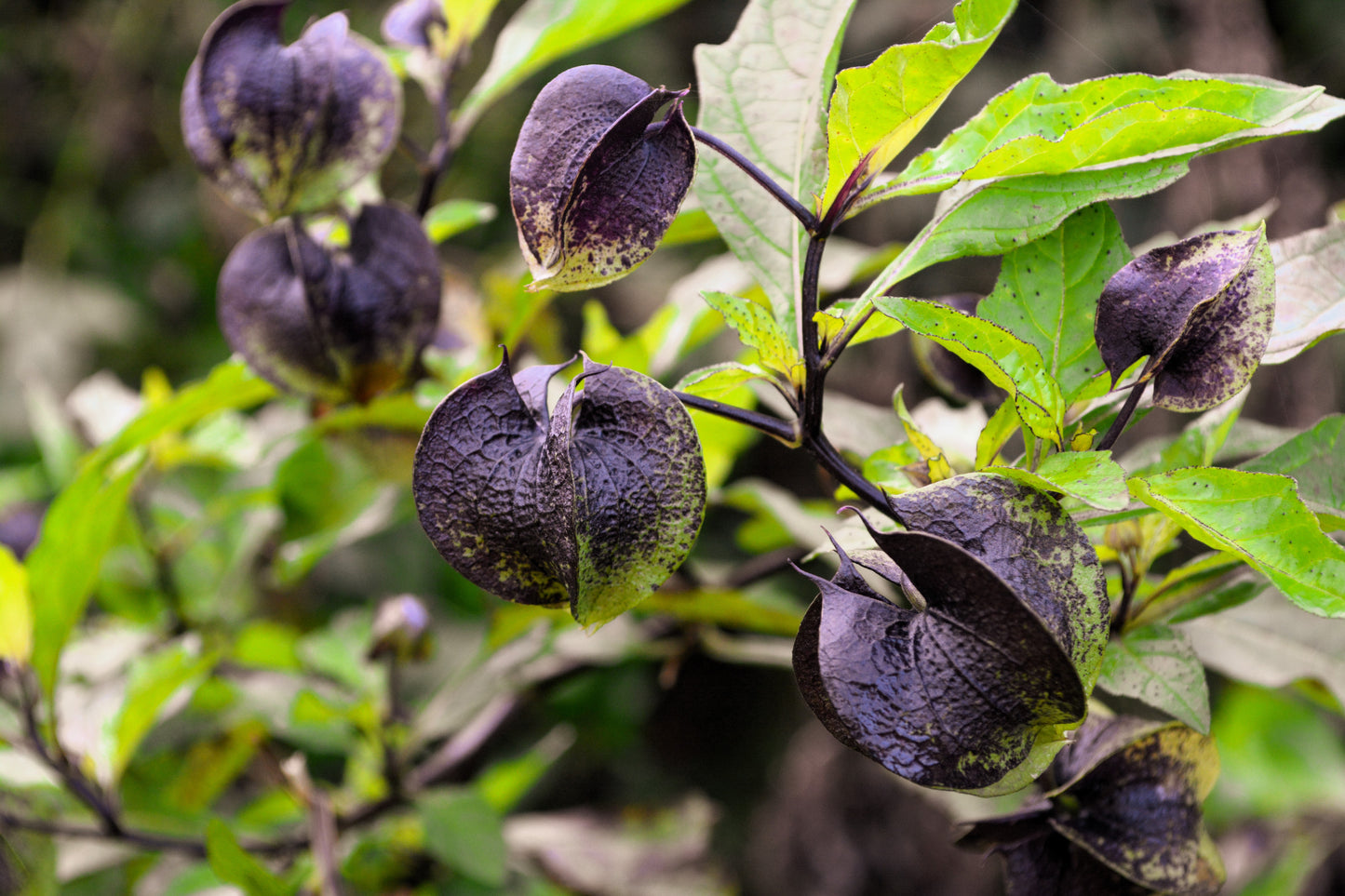 100 APPLE OF PERU Shoofly Plant Nicandra Physalodes Violet Blue Flower Seeds