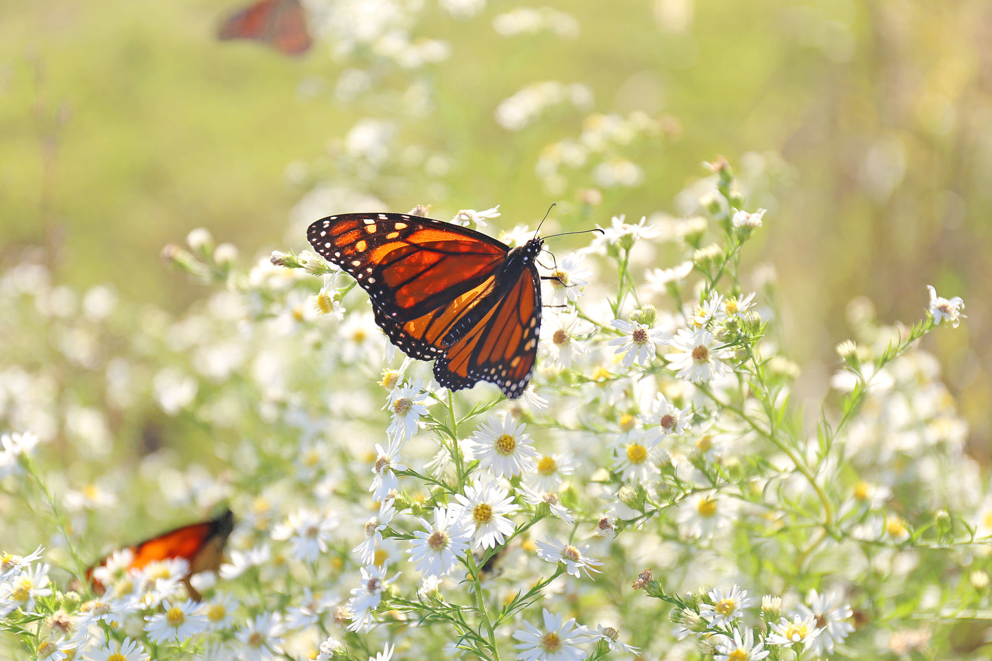 100 WHITE HEATH ASTER Prairie Ericoides Flower Seeds