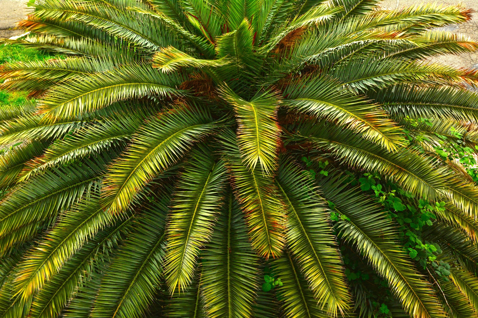 royal palm plant price 10 Florida ROYAL PALM Roystonea Regia Tree Houseplant Seeds – Seedville USA