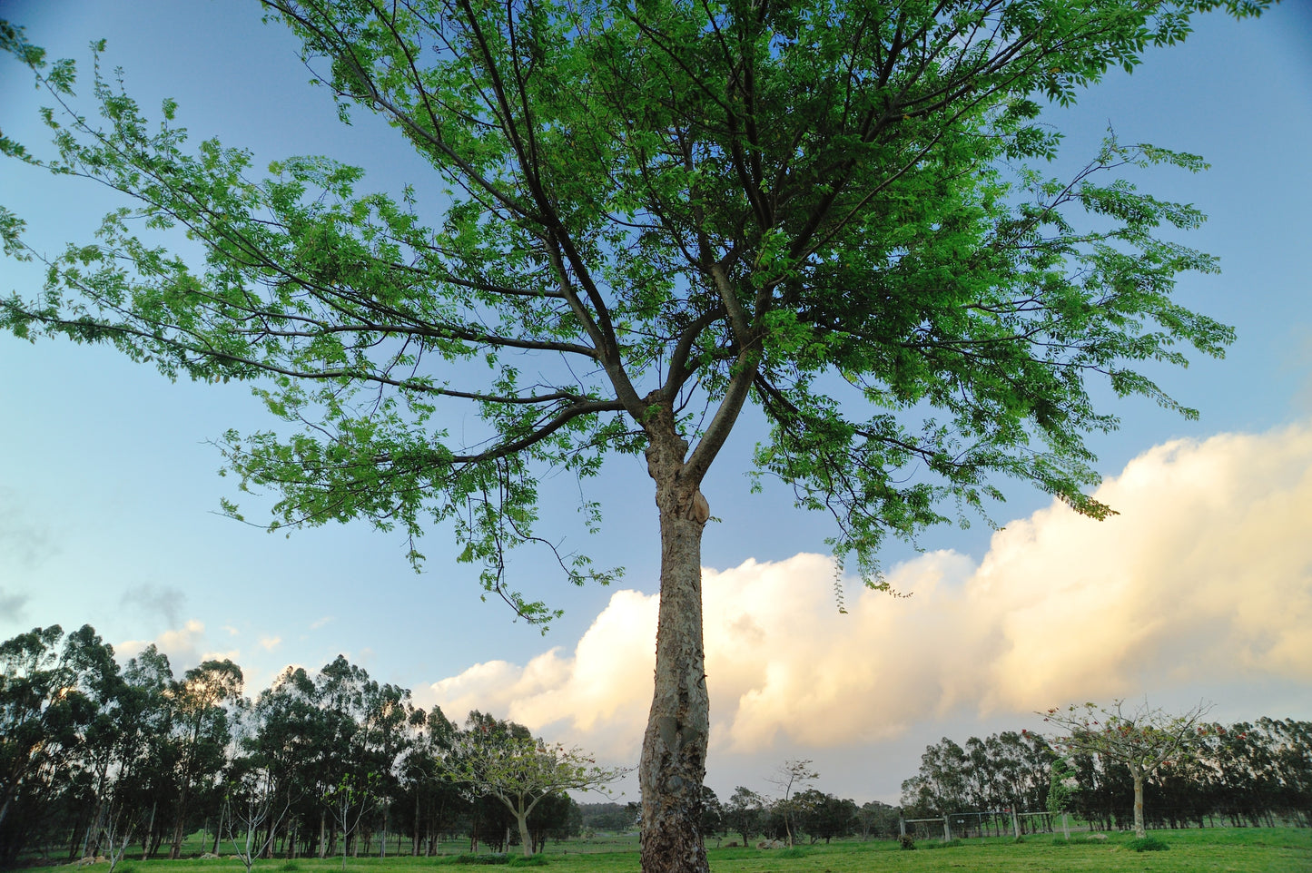 50 CHINESE ELM TREE (Lacebark) Ulmus Parvifolia Seeds