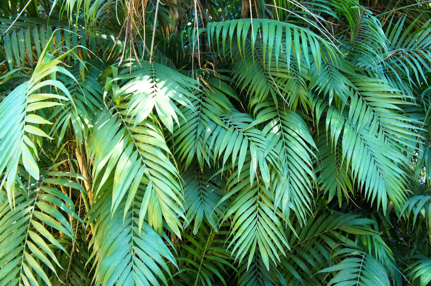 parlor palm scientific name 15 PARLOR PALM Neanthe Bella Palm Chamaedorea Elegans Tree Houseplant – Seedville USA