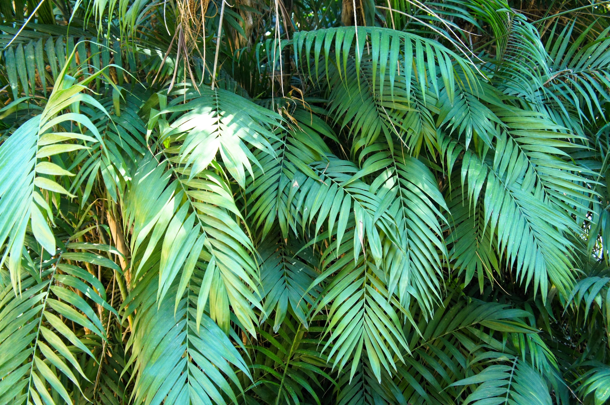 parlor palm origin 15 PARLOR PALM Neanthe Bella Palm Chamaedorea Elegans Tree Houseplant – Seedville USA