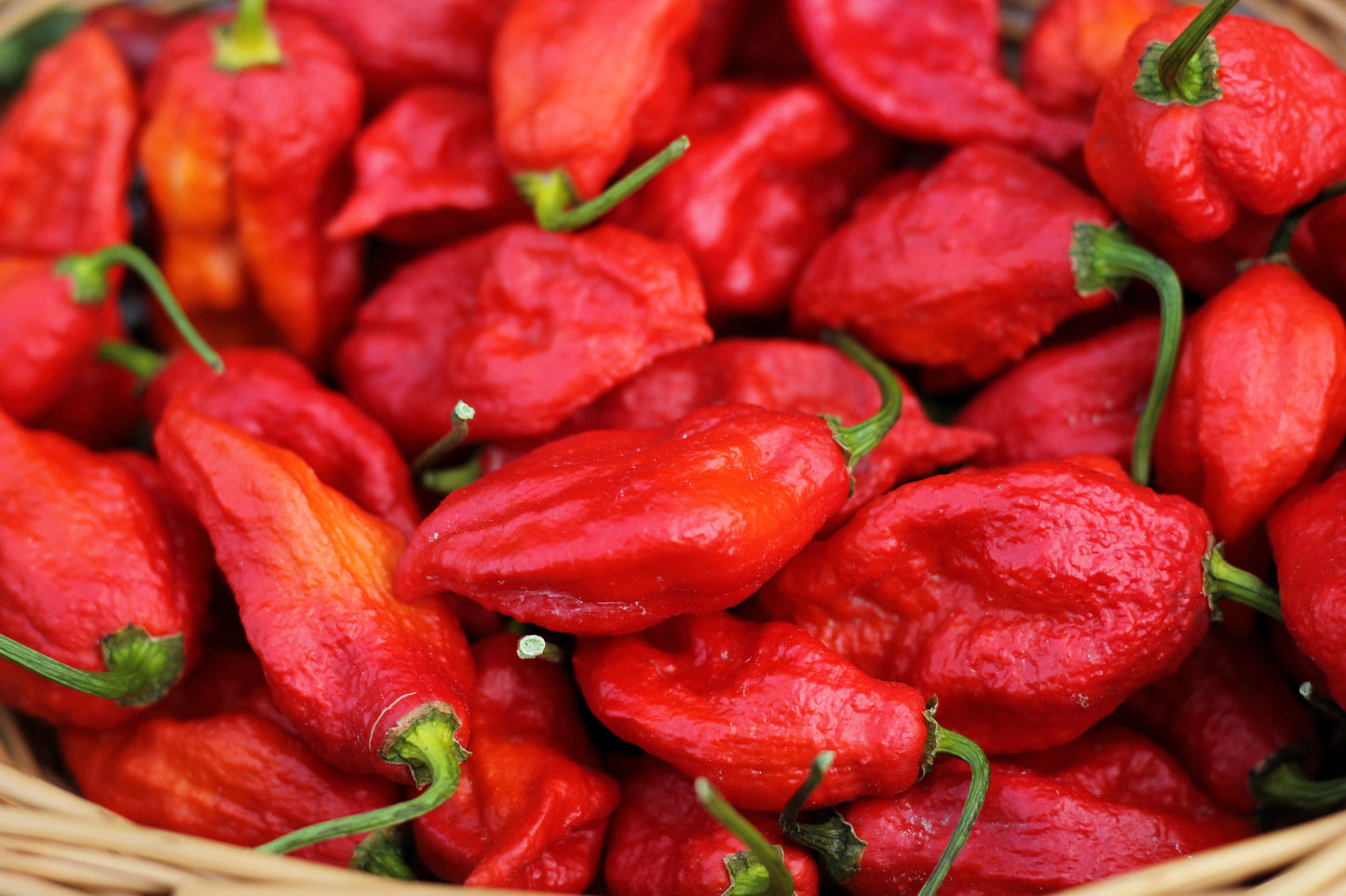 20 GHOST PEPPER SEEDS Blazing Hot Naga Bhut Jolokia Cobra Chili Vegetable Seeds