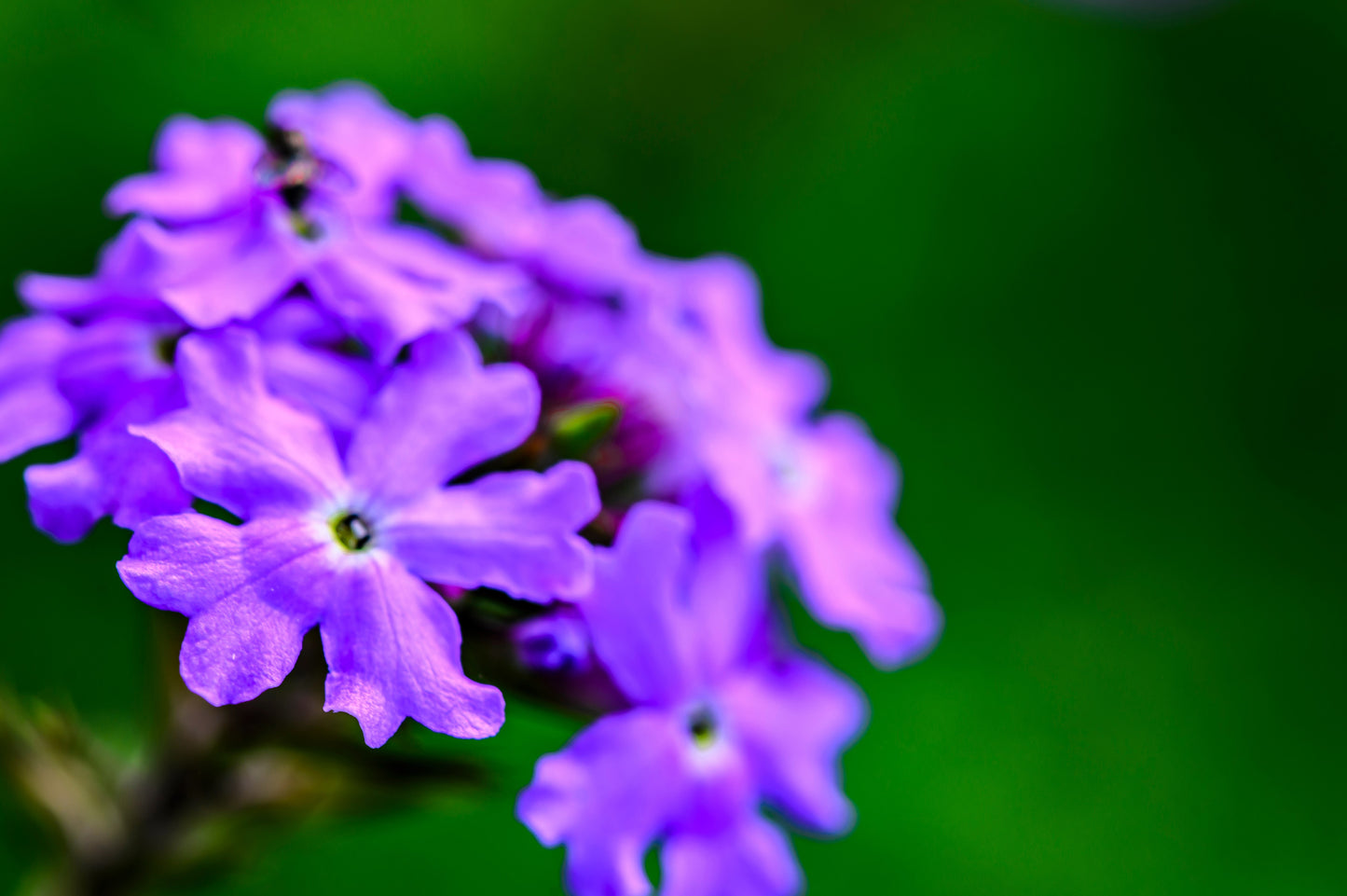 250 COMMON VERVAIN Verbena Officinalis European Herb Pink Purple Flower Seeds