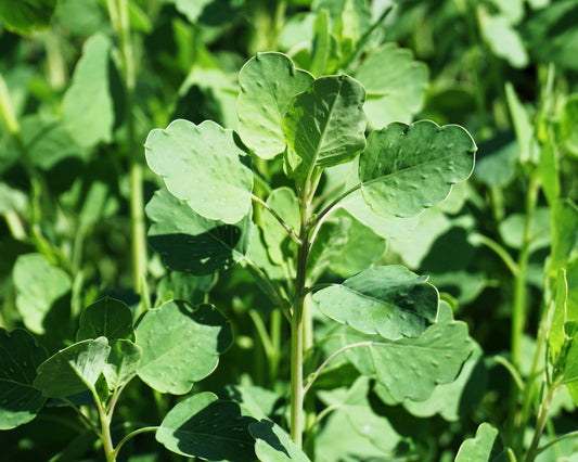 25 PAPALO Yerba Porosa, Summer Cilantro, Bolivian Coriander, Porophyllum Ruderale Culinary Herb Seeds