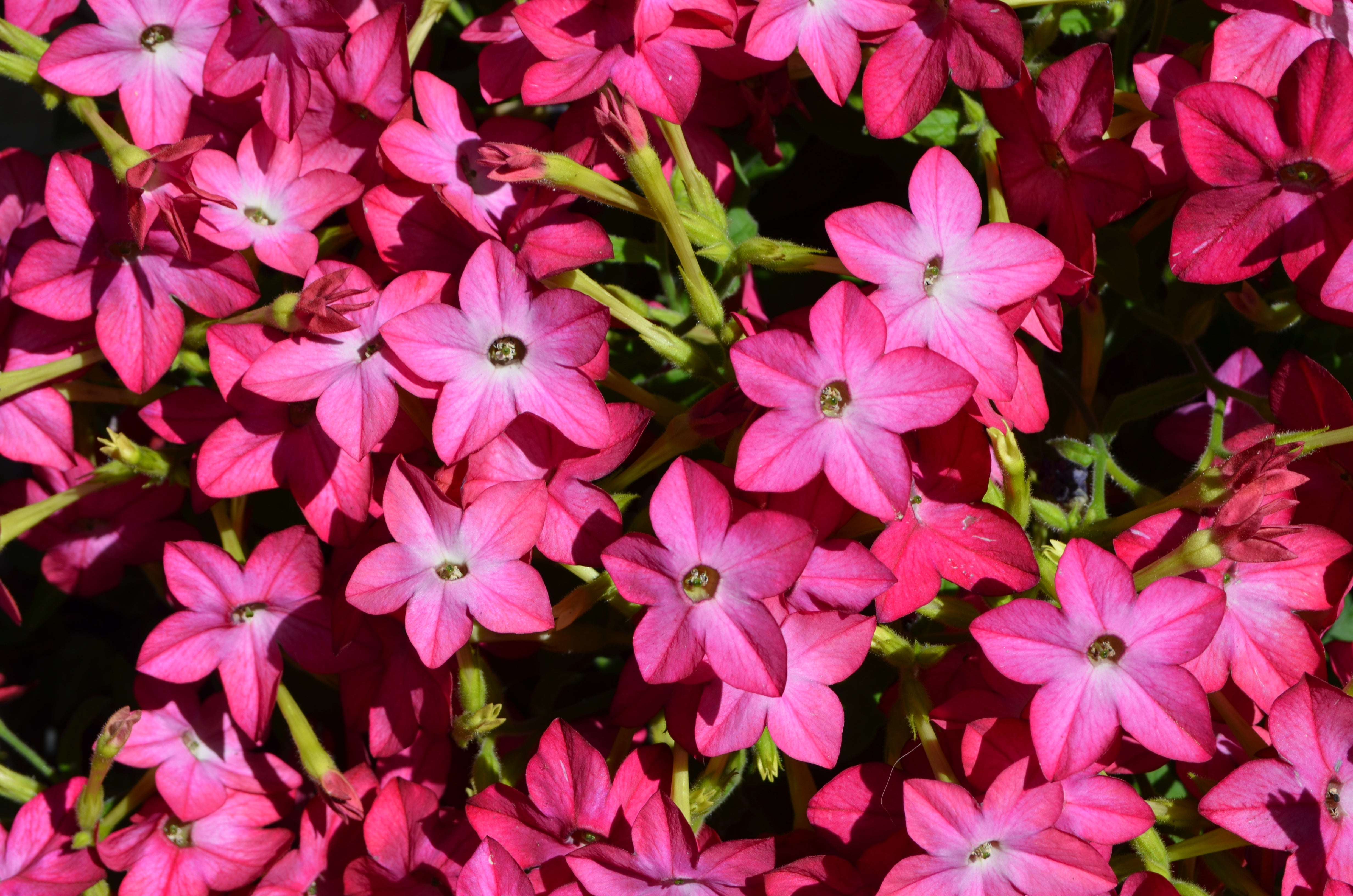 Seedville Nicotiana