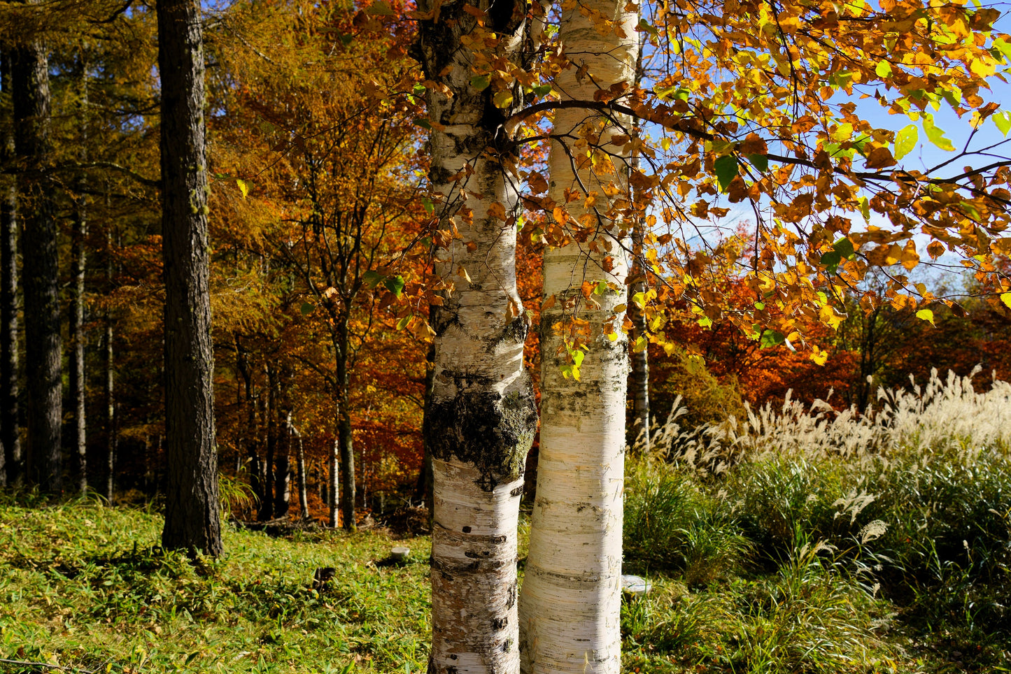 100 WHITE Japanese BIRCH TREE Betula Platyphylla Japonica Seeds