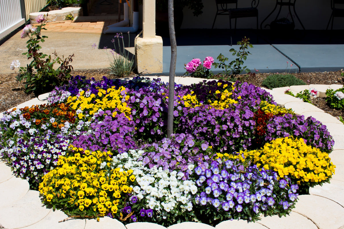 250 Mixed Colors SWISS GIANT PANSY Viola Wittrockiana Flower Seeds