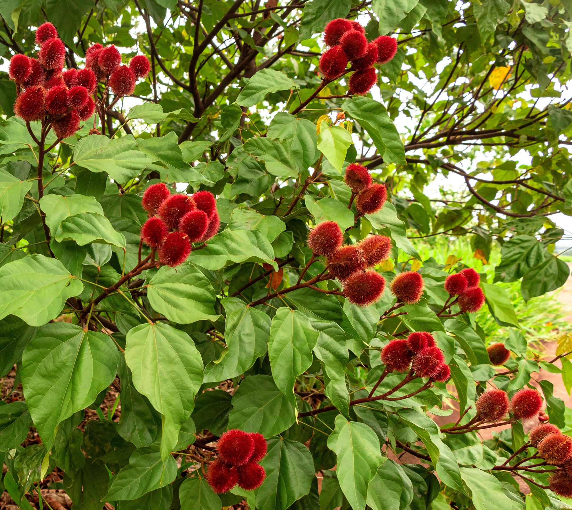 lipstick plant seeds 100 ANNATTO TREE Lipstick Plant Bixa Orellana Seeds