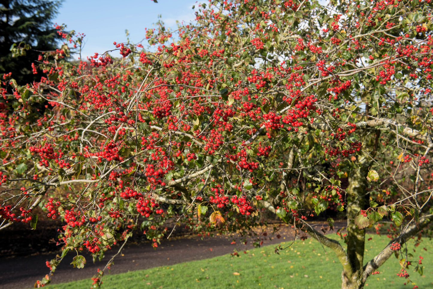 50 WASHINGTON HAWTHORN Crataegus Phaenopyrum Mayflower Shrub Tree Edible Fruit & White Flowers Seeds