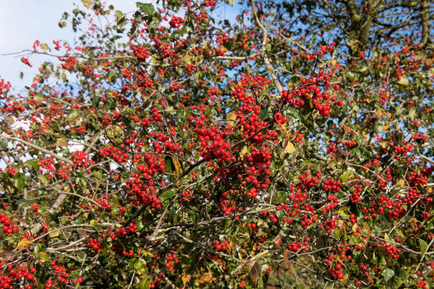 50 WASHINGTON HAWTHORN Crataegus Phaenopyrum Mayflower Shrub Tree Edible Fruit & White Flowers Seeds